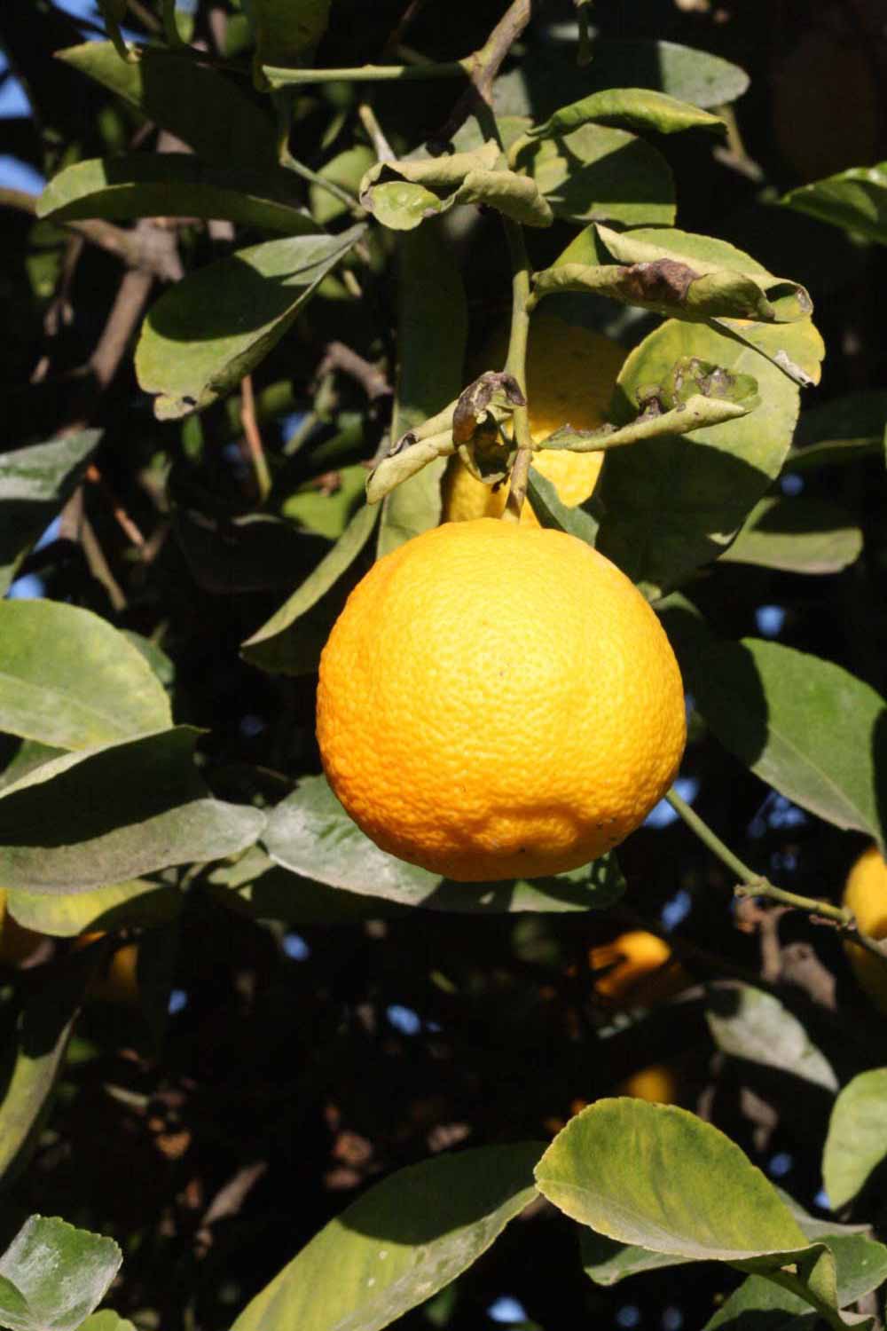            Fruit (Vangasay 807, Riverside, CA)   